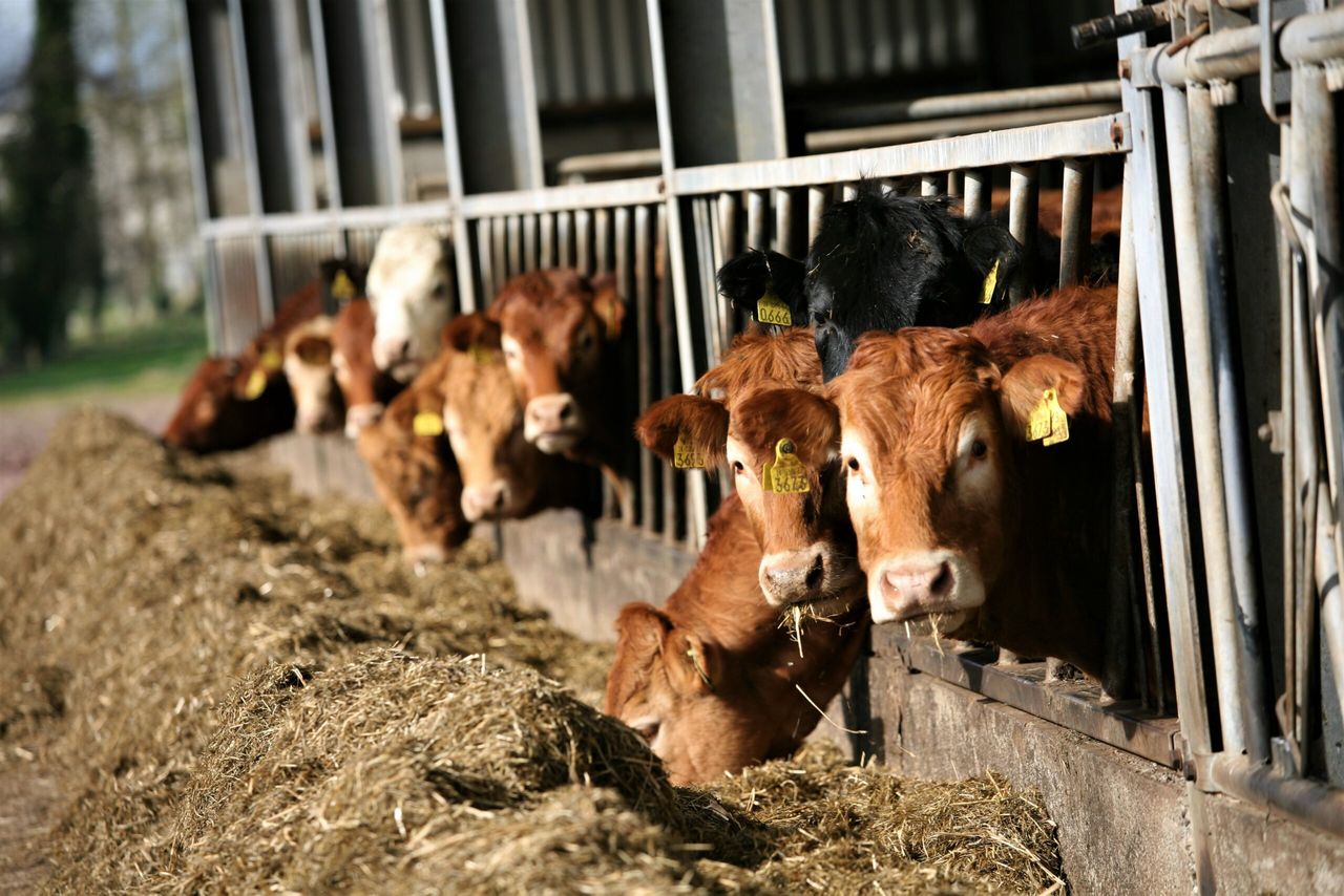 Iran open for beef and lamb - but hindered by non-regulatory 'issues'
