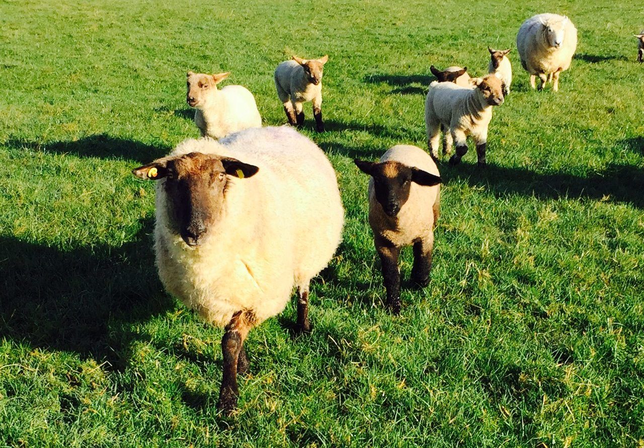 Tagging newborn lambs 'a welfare issue and must change'