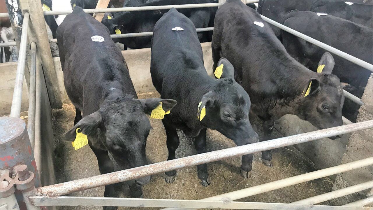 Calf trade: Strong trade for quality calves