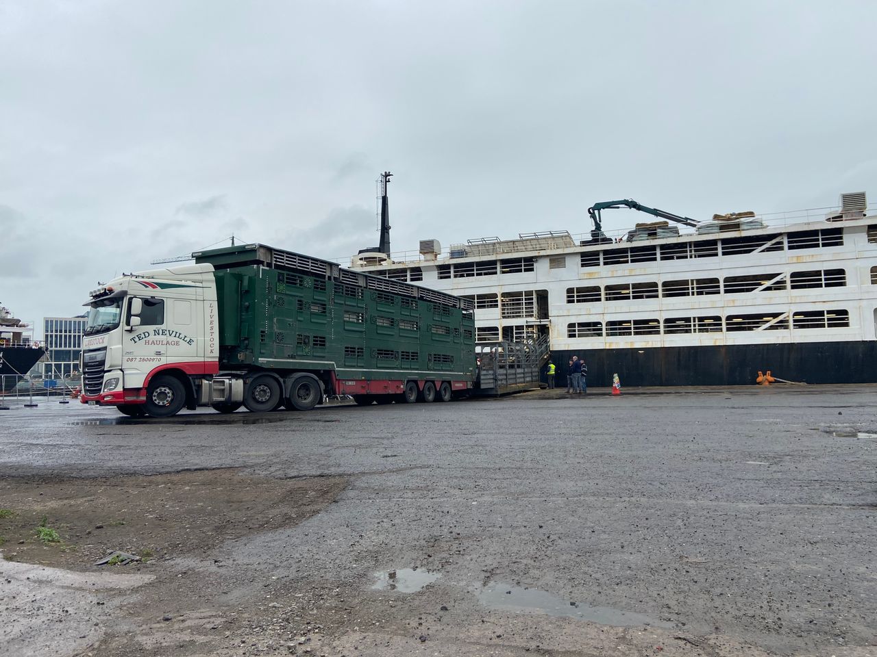 Pics: Loading 1,900 bulls bound for Libya in Co. Cork