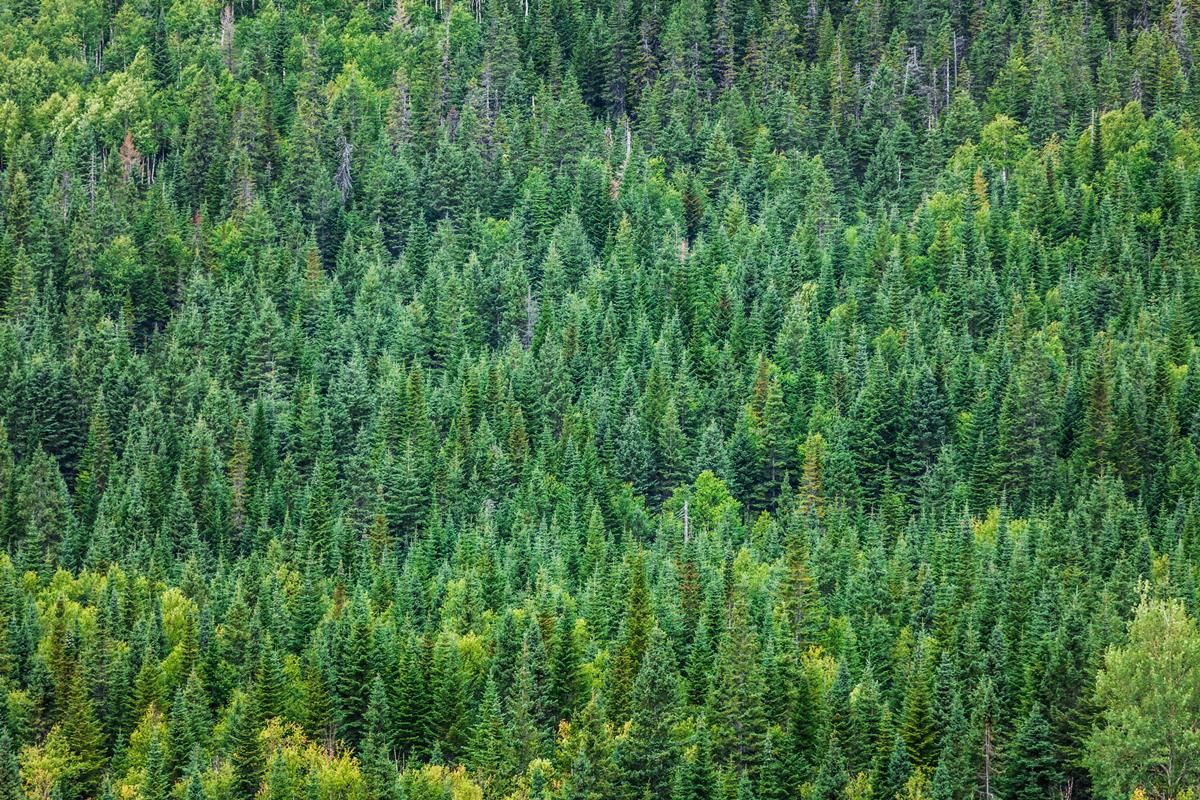 'Forestry returns have the potential to enhance farm financial fitness'