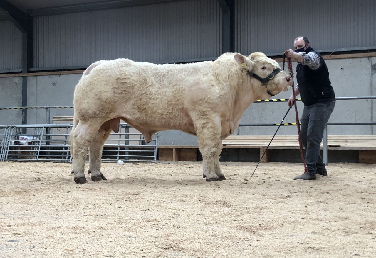 Charolais bulls topped at €7,100 - but mart guidelines cause 'frustration'
