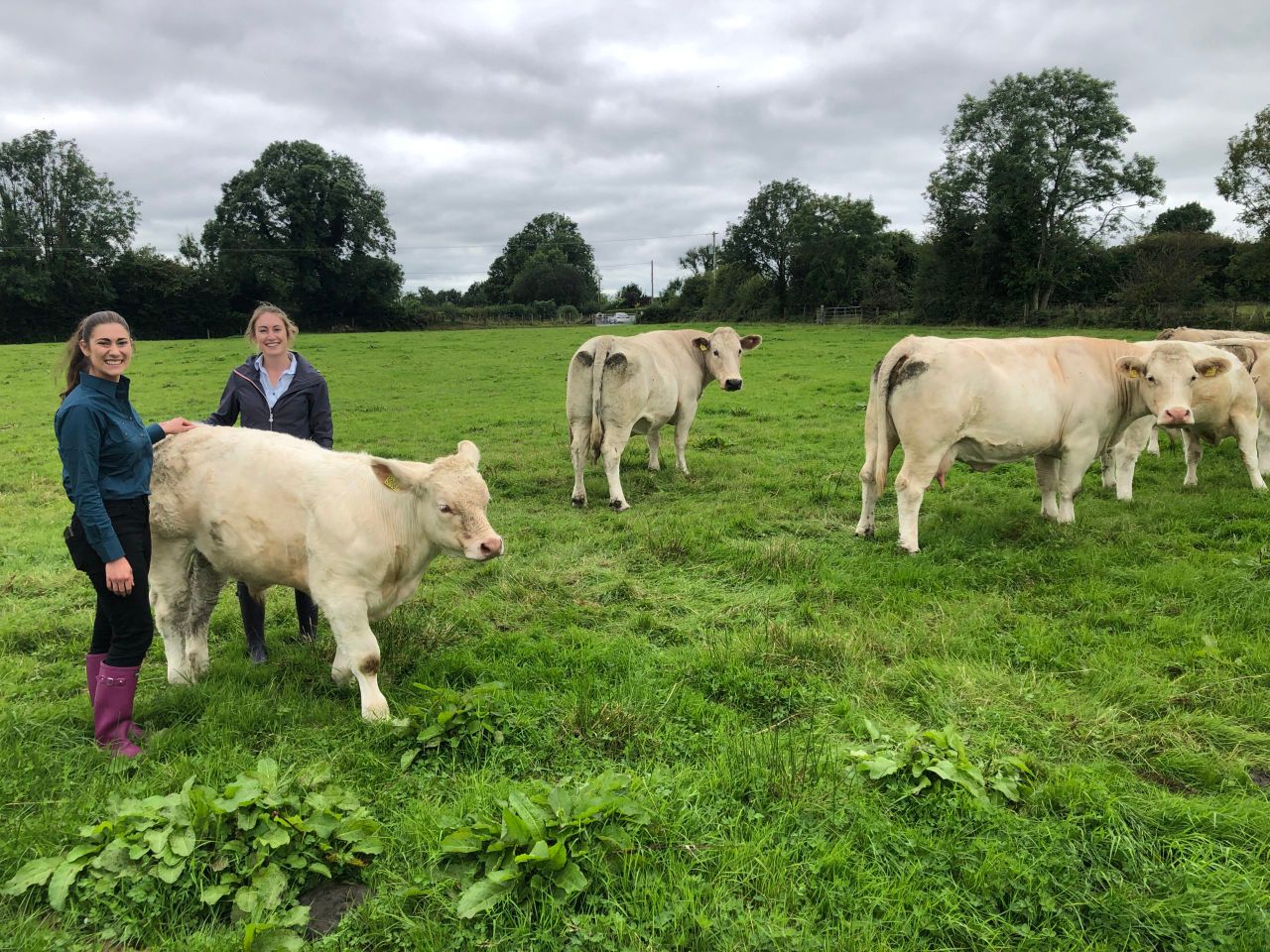Beef Focus: Galway sisters producing quality suckler stock