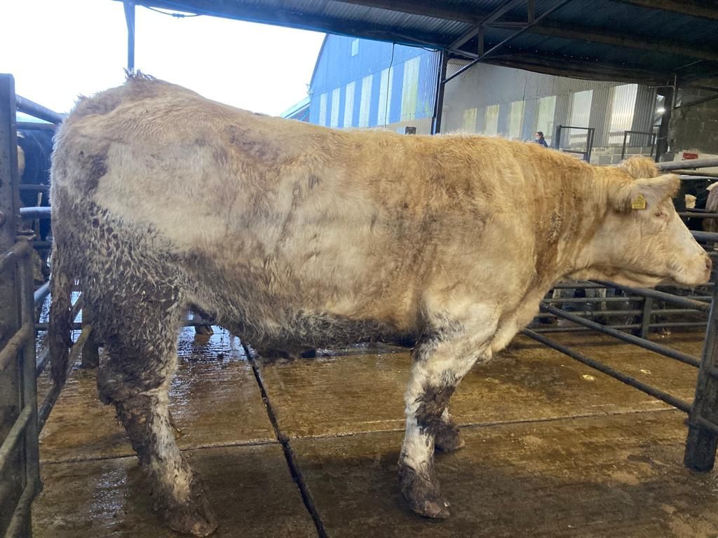 Heavy cows make up to €2.75/kg at Carnew Mart