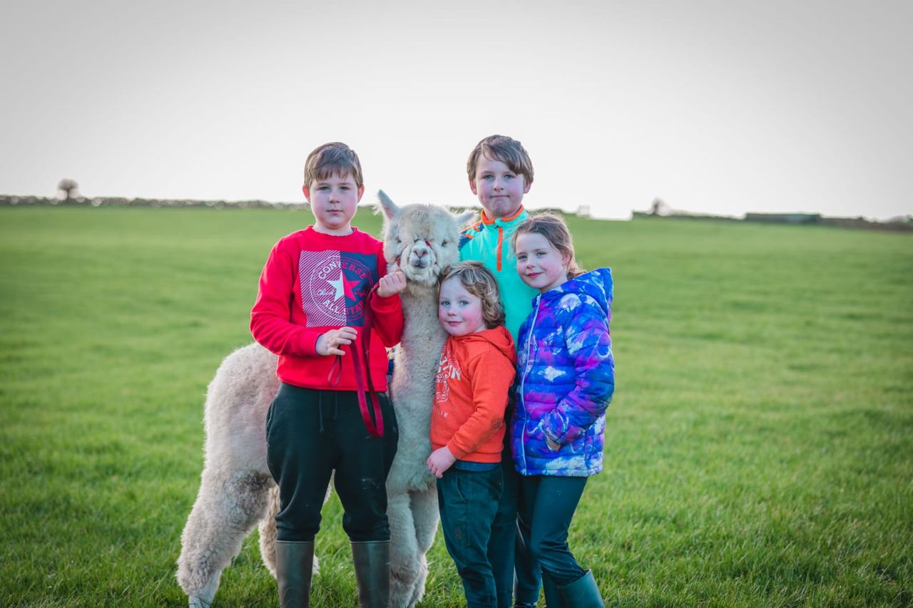 Taughmaconnell family expand alpaca enterprise