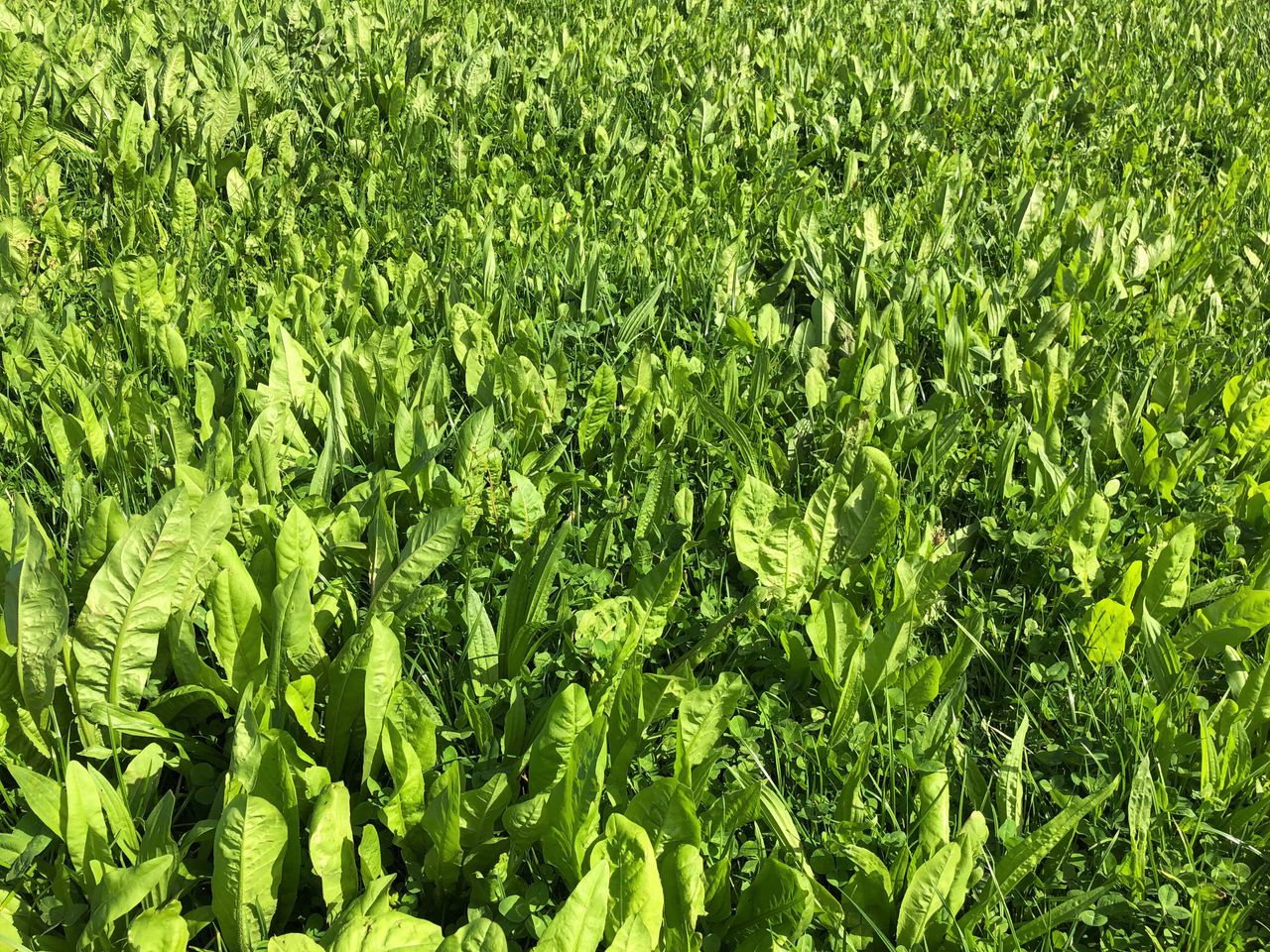 Multi-species: Findings from the SmartGrass Project