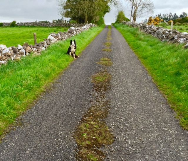 Over 7,000 Single Farm Payment over-claims in 2014