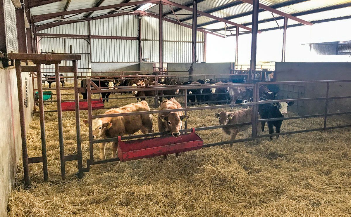 Suckler calf registrations down over 40,000 head on 2017 levels