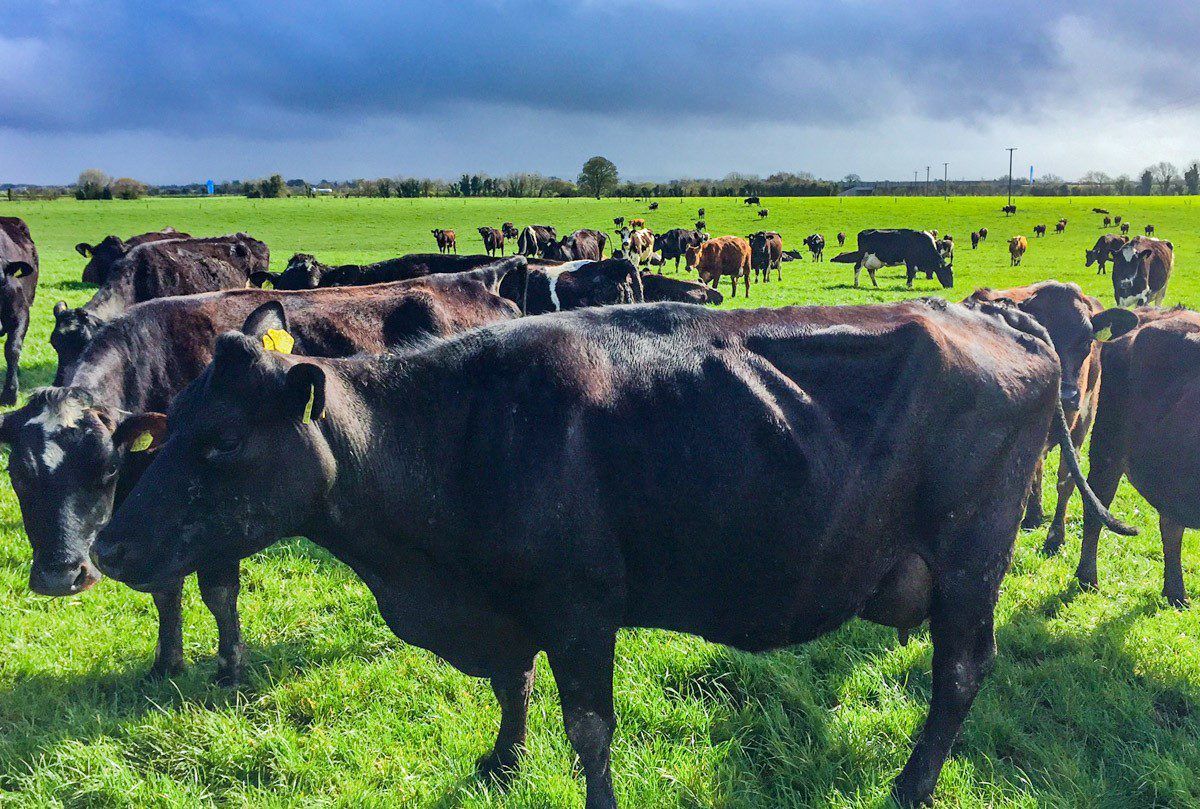 LIC gearing up to breed bulls in Ireland