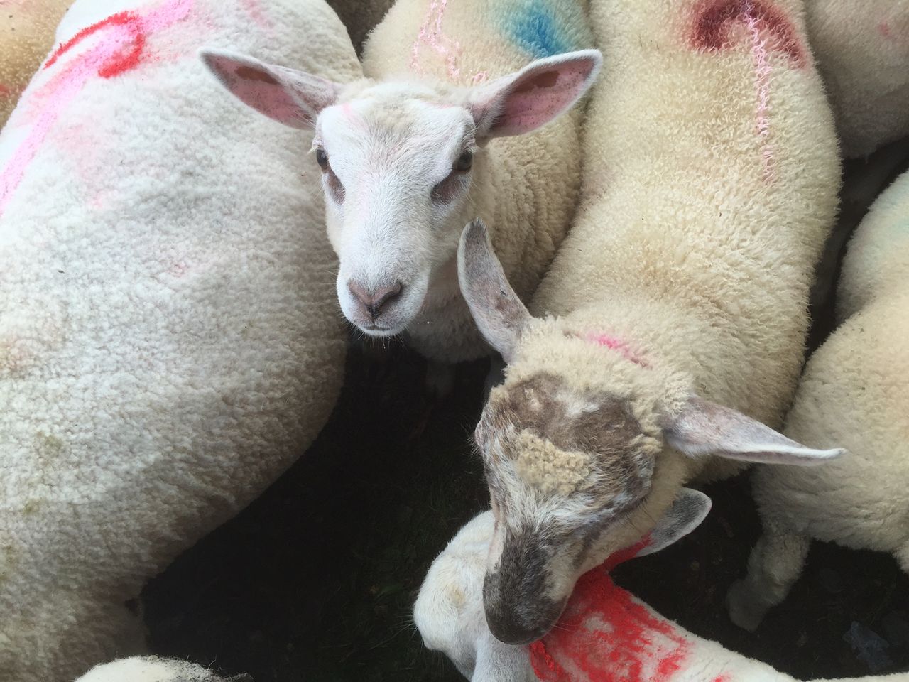 Current lamb prices are reflective of 'prevailing trading conditions'