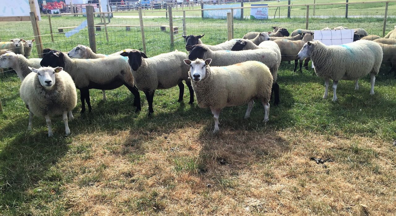 Attention turns to breeding for the INZAC flock