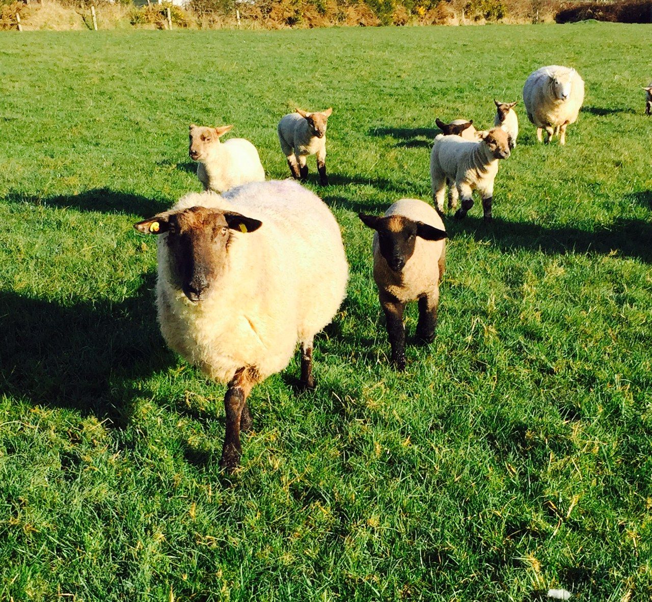 'Strong lamb sales in the lead into Eid festival'