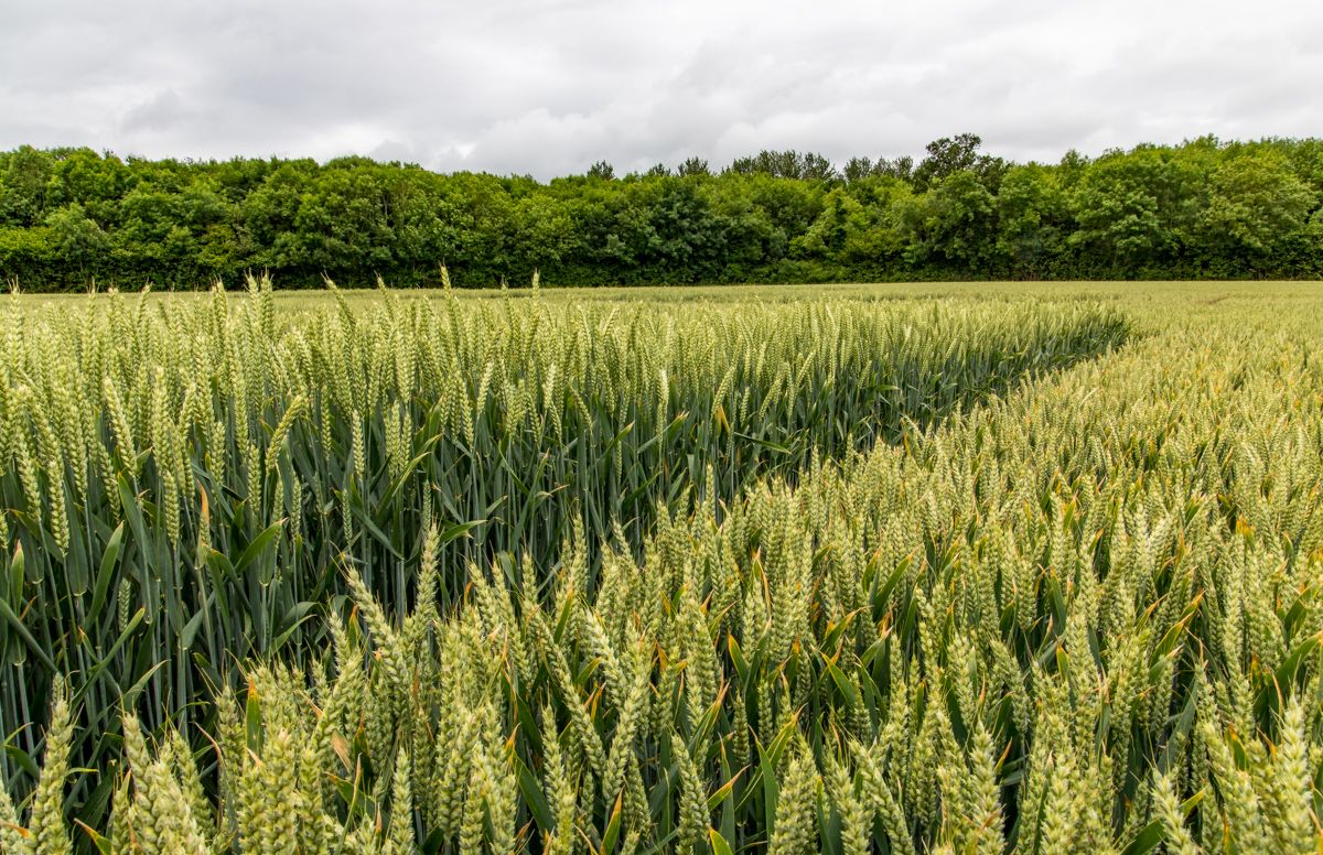 Understanding the 'Revylution' in fungicides