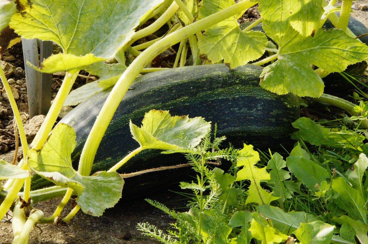 Development scheme for commercial horticulture sector now open