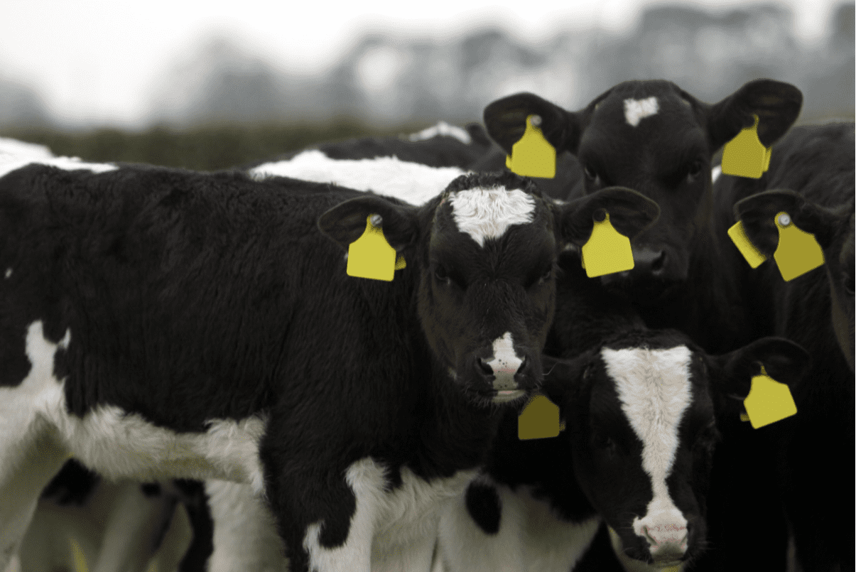 US scientists create vaccine 'cocktail' to protect cattle against Johne's disease