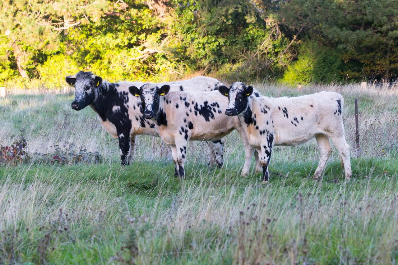 Over 2,000 farmers submit ACRES rare breed declarations - DAFM