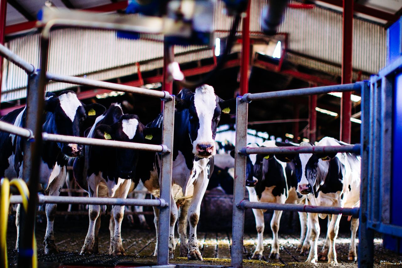 Tullamore Show young handlers' event set to return