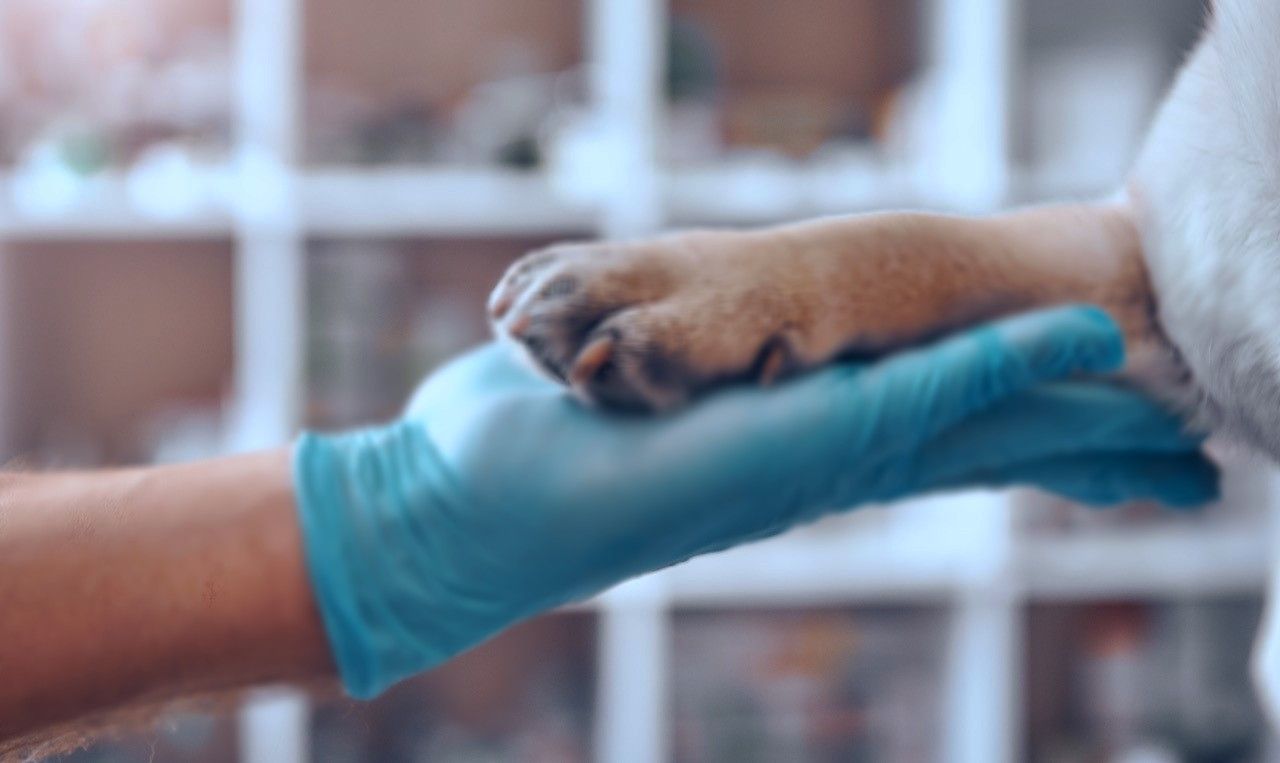 Survey: High level of trust in veterinary professionals