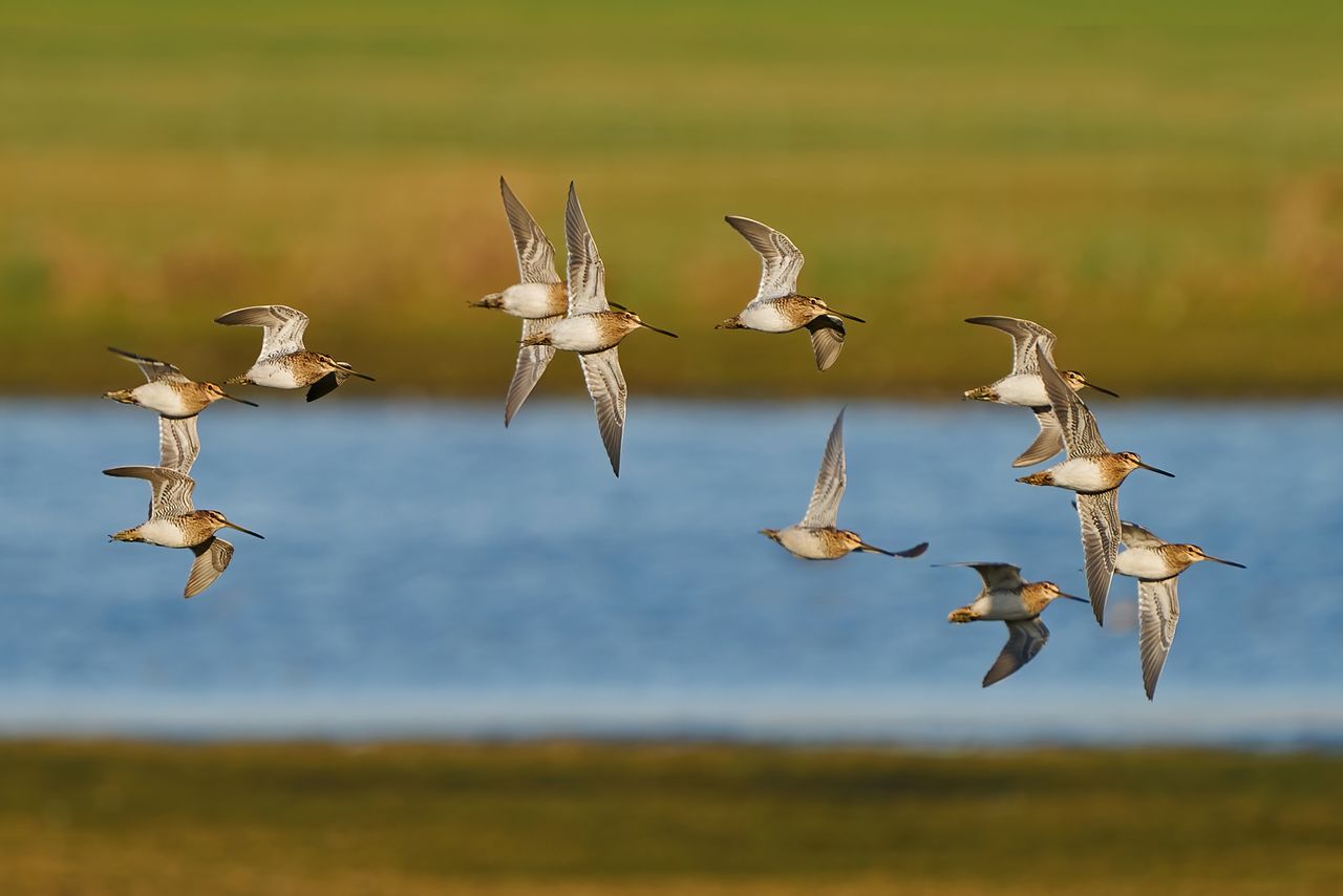 PSNI urges public not to disturb breeding waders