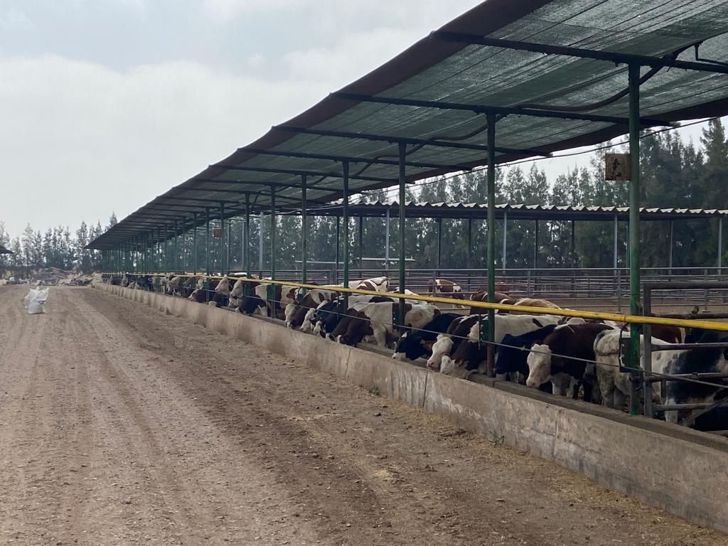 Bord Bia visits Morocco to explore cattle export options