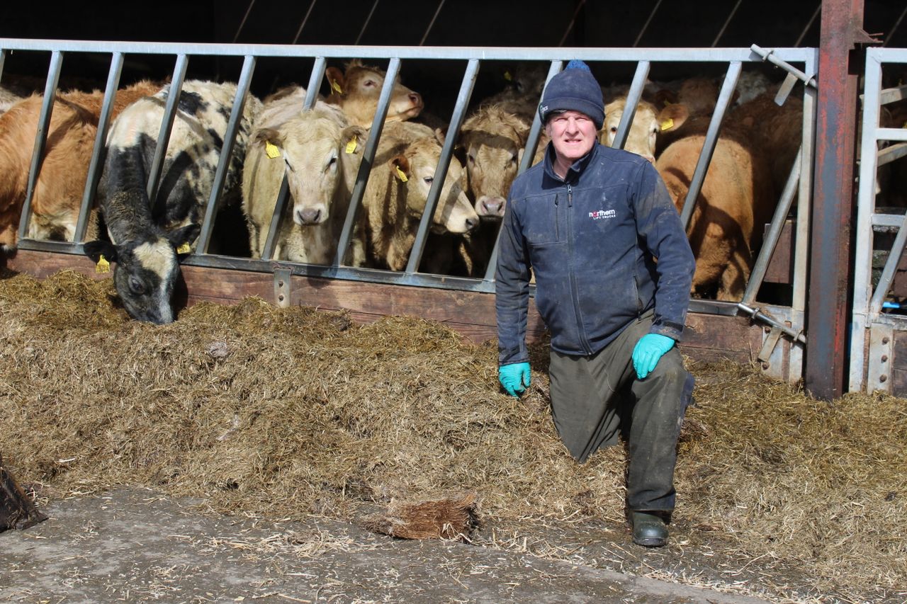 Finished cattle prices continue to strengthen in Northern Ireland