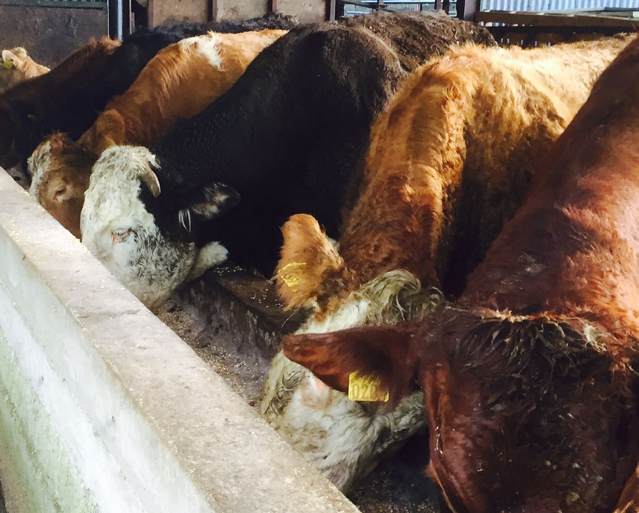 Beef quotes hold steady despite increased weekly kill