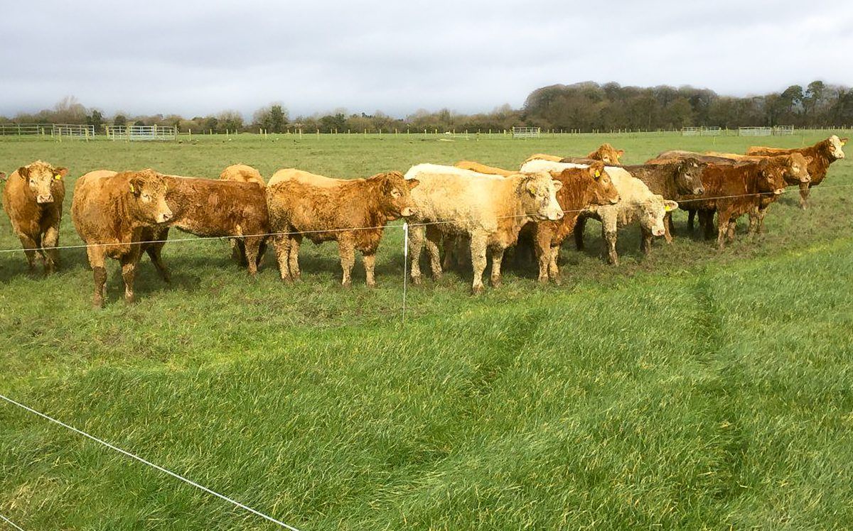 Canney: EU beef funding 'important for the lifeblood of rural Ireland'