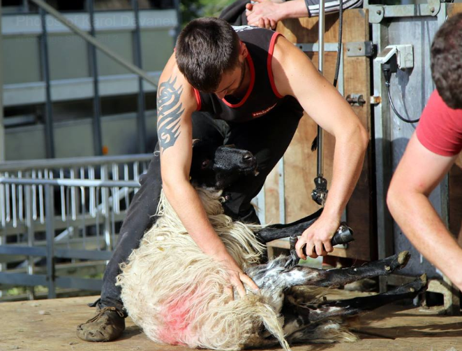 Flying to the other side of the world to master the sheep shearing trade