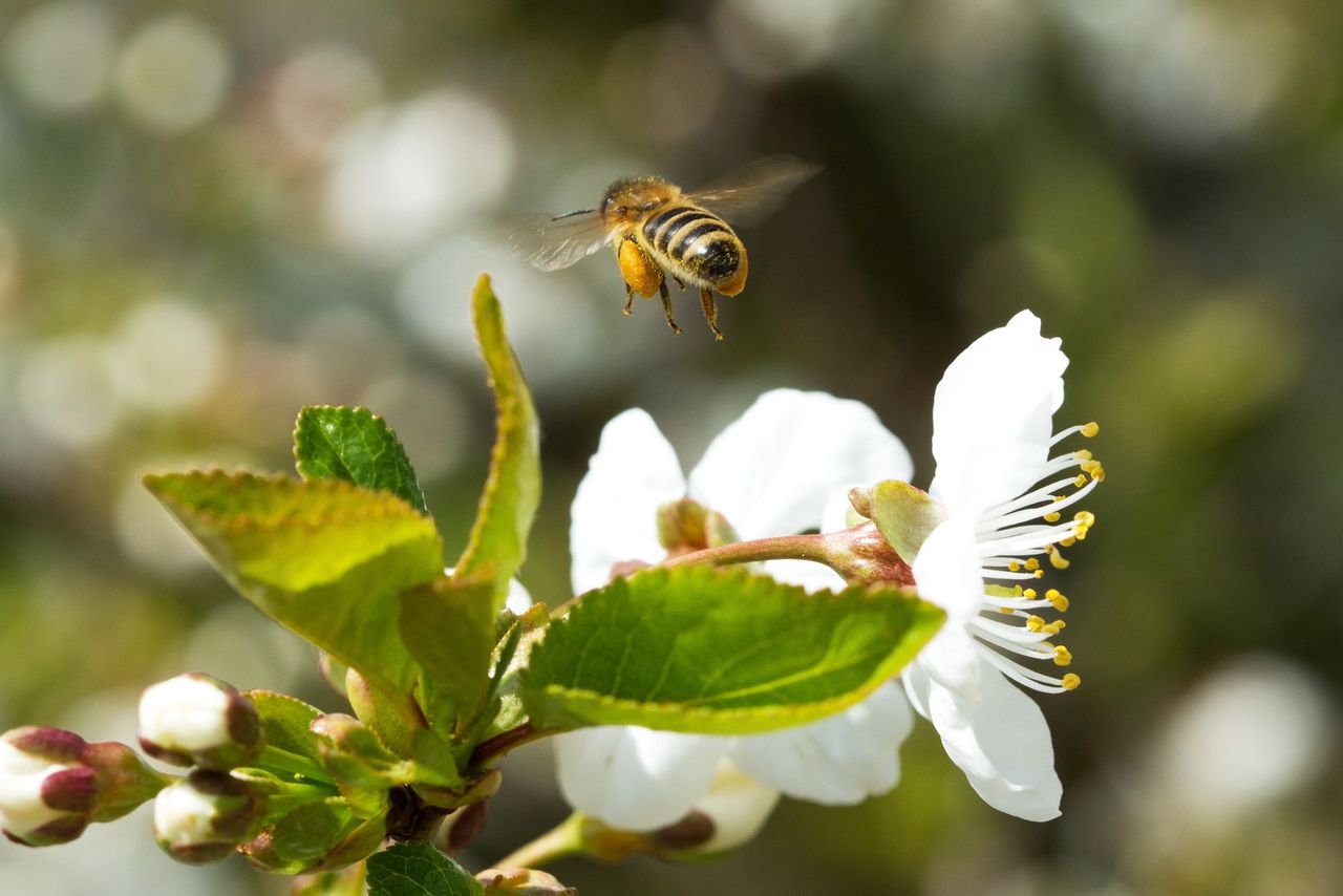 'Bugs Matter' citizen science survey launches in Ireland