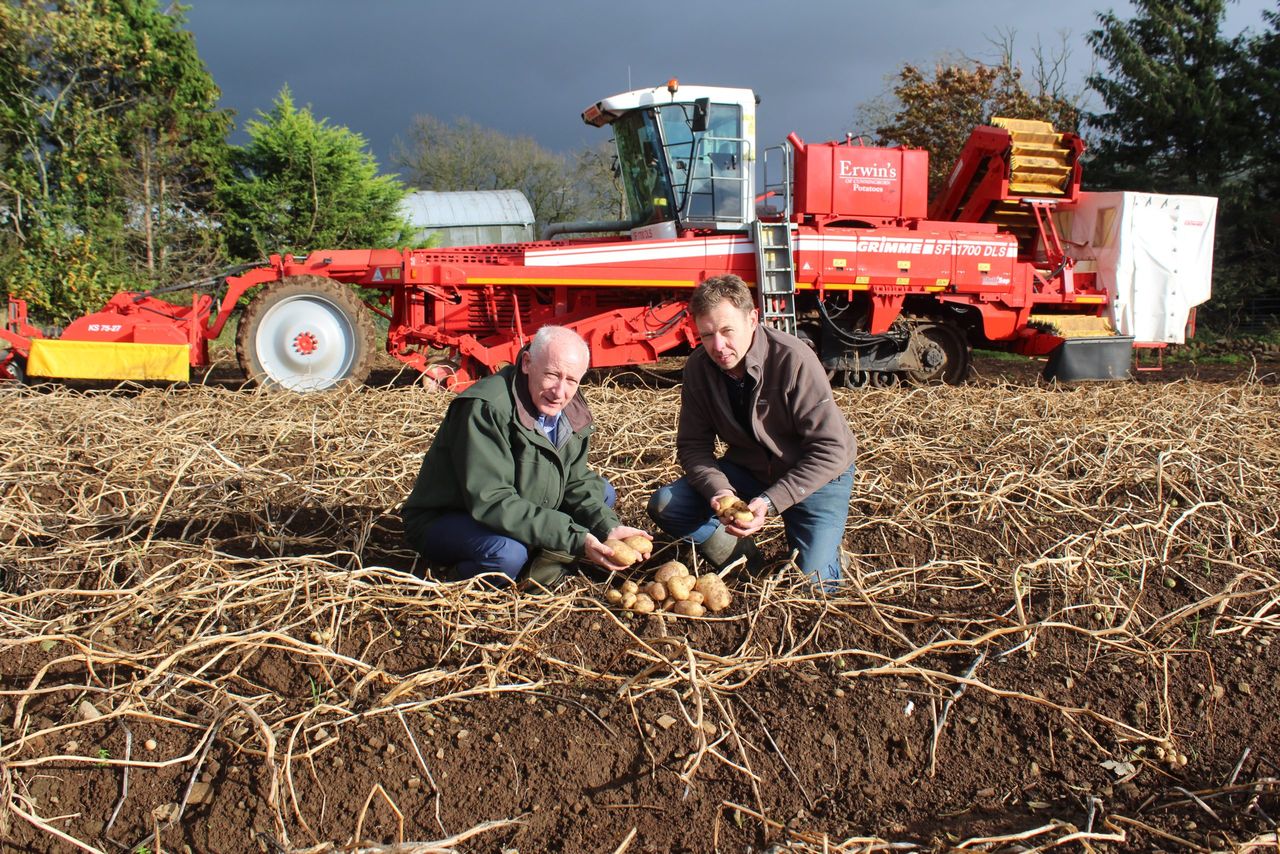 Maincrop potato harvest in Northern Ireland now 80% completed
