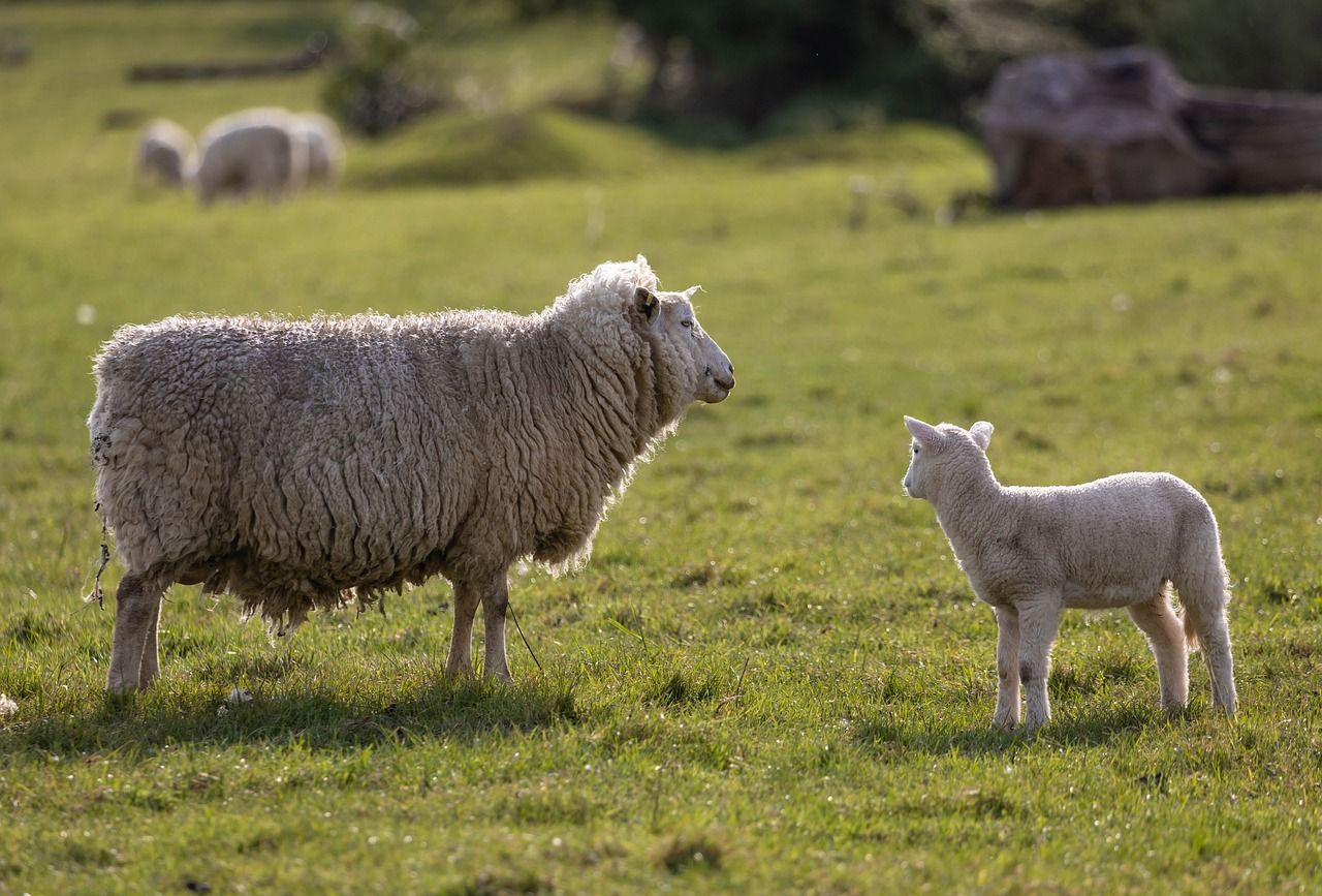 Sheep advice: Treating hypothermic lambs