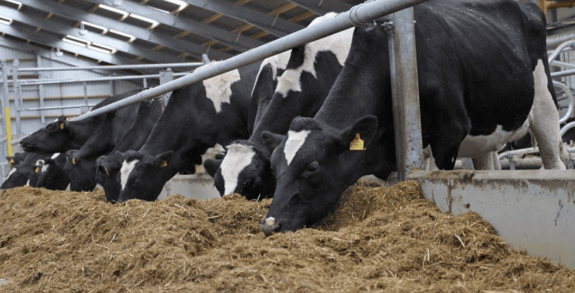 Dairy cow cull in China as demand for beef soars