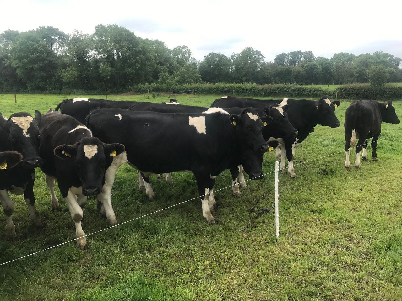 How is the Grange dairy calf-to-beef herd performing?