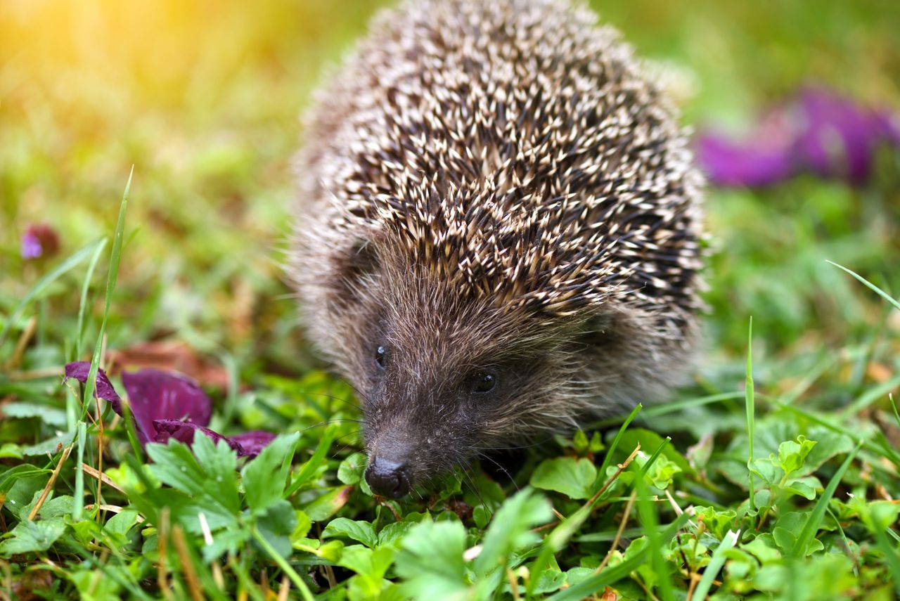 UK police appeal for information after hedgehog 'set alight'