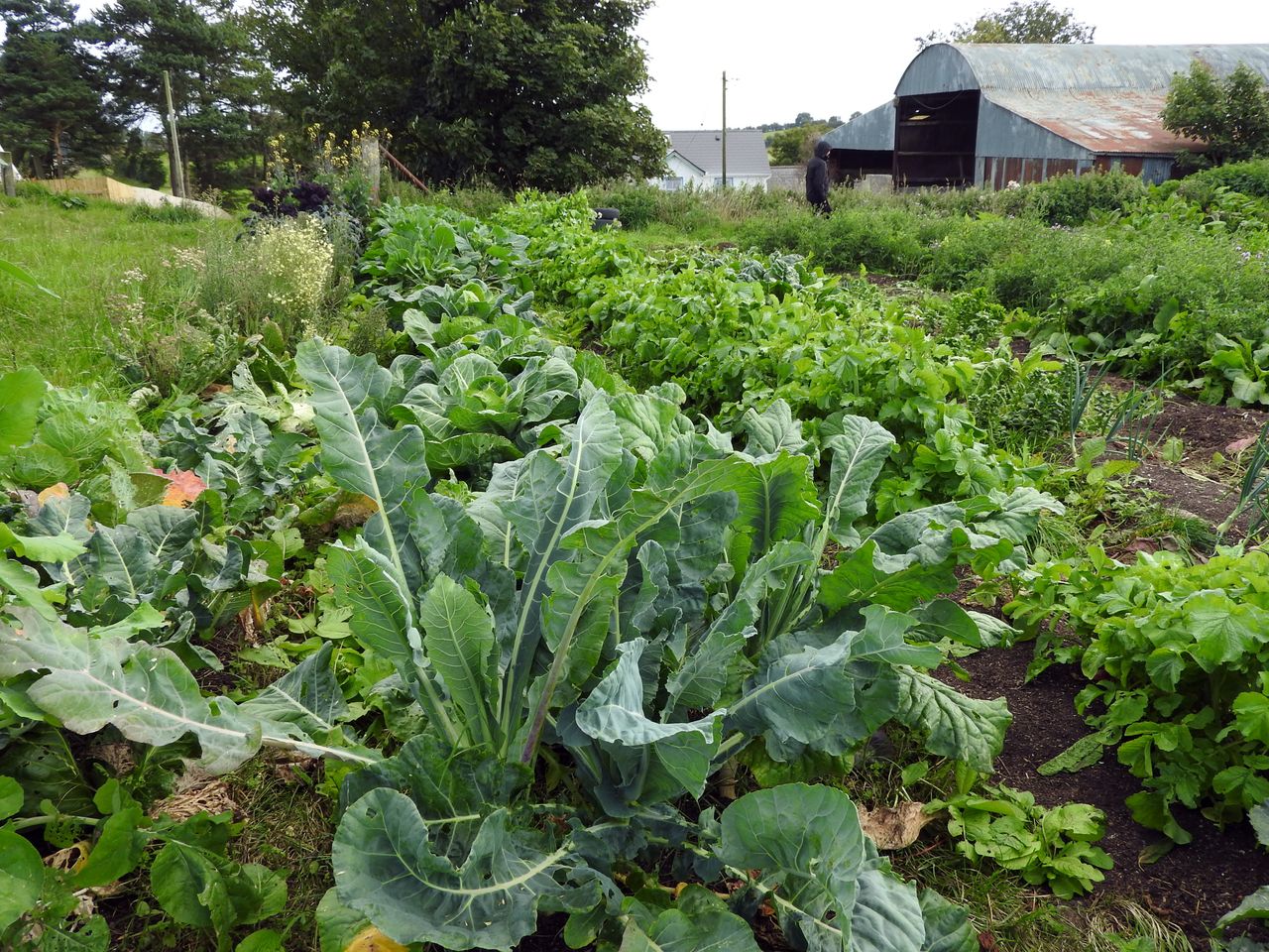 Síolta Chroí to run free regenerative farming course this November