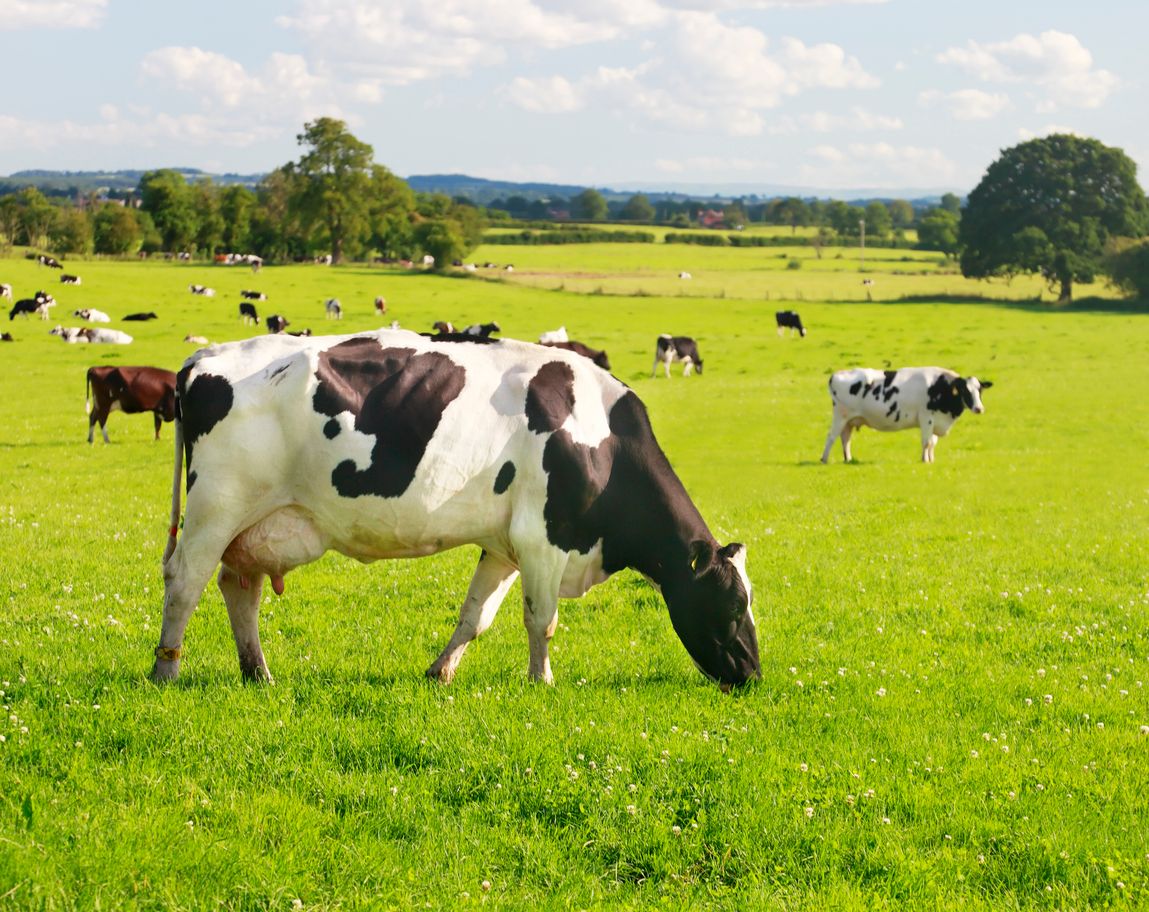 Dairy cattle grazing in a green summer field.