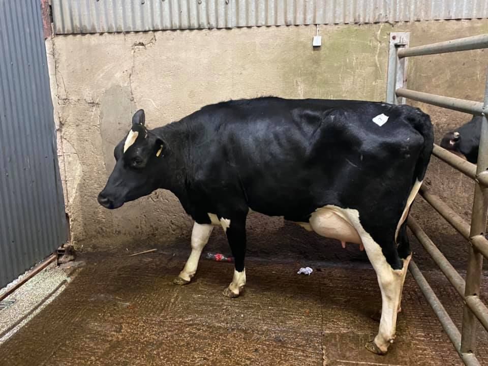 Top price of €2,640 recorded at dairy sale at Ballybay Mart