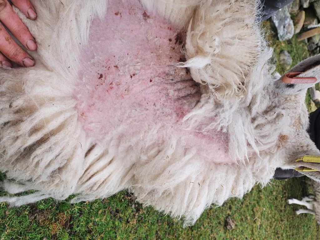New campaign to drive down sheep scab infestations