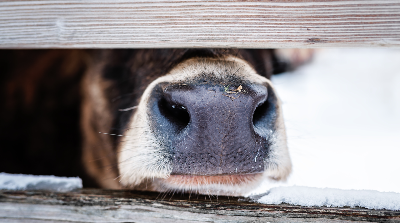 DAFM identifies case of atypical BSE in Ireland