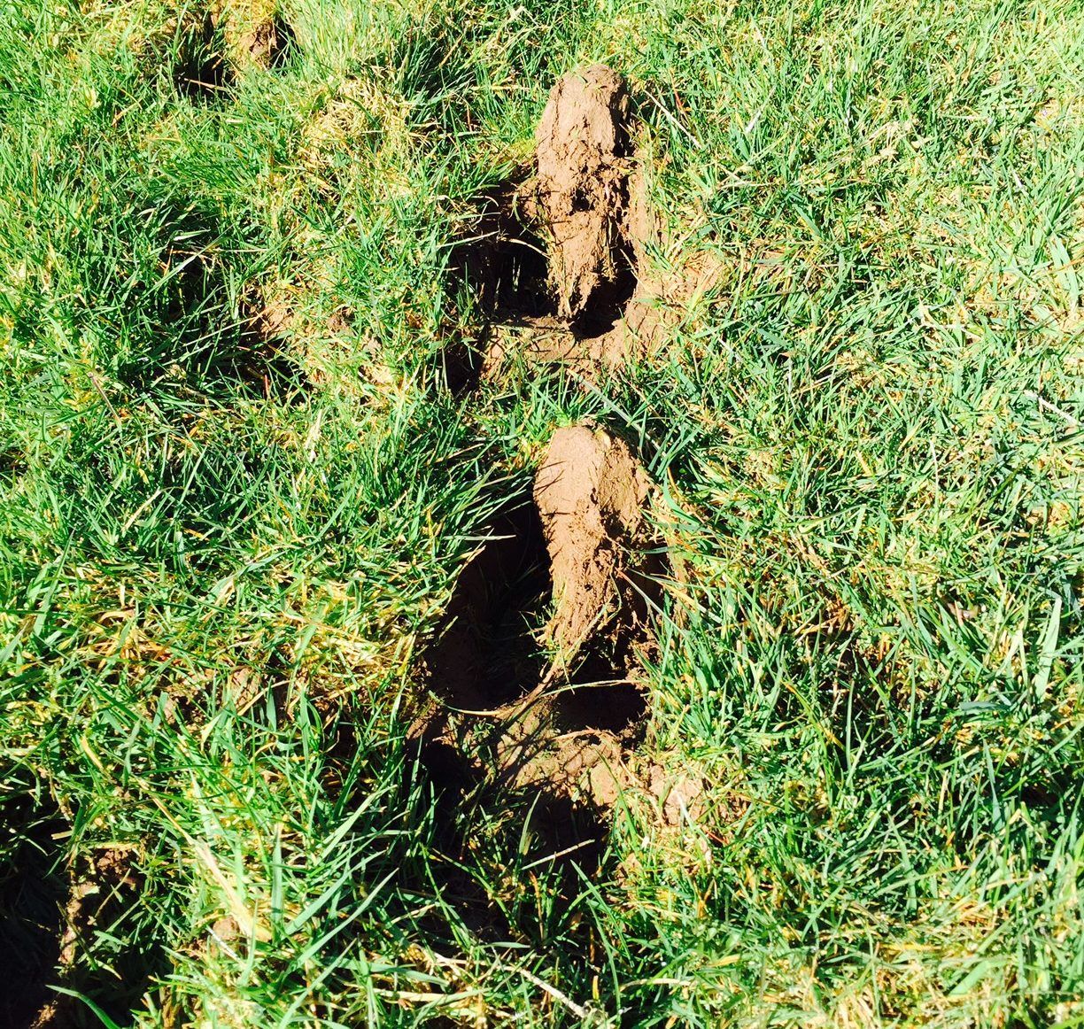 'Mostly dry' weather should see field conditions improve this week