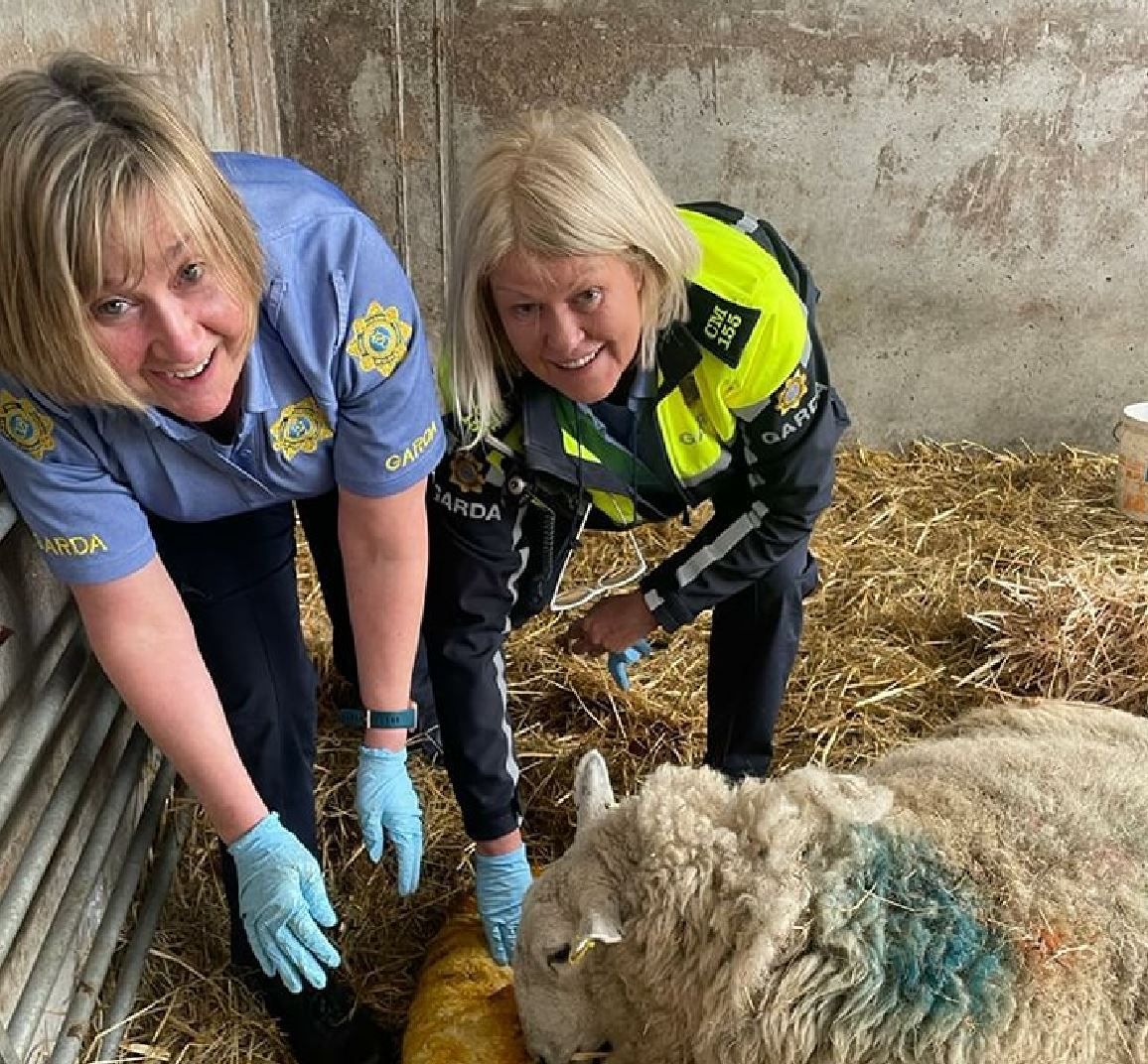Gardaí help farmer to deliver lamb in Louth