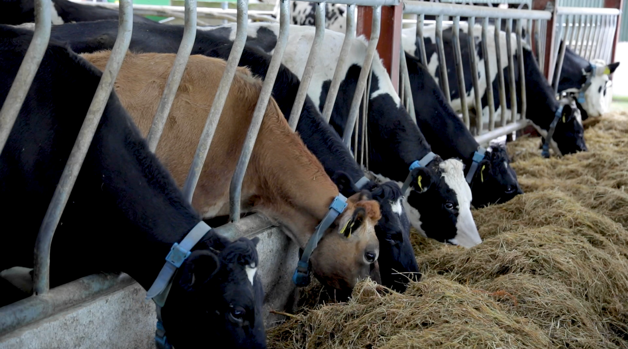 George goes dairy farming: From first-time to full-time farming