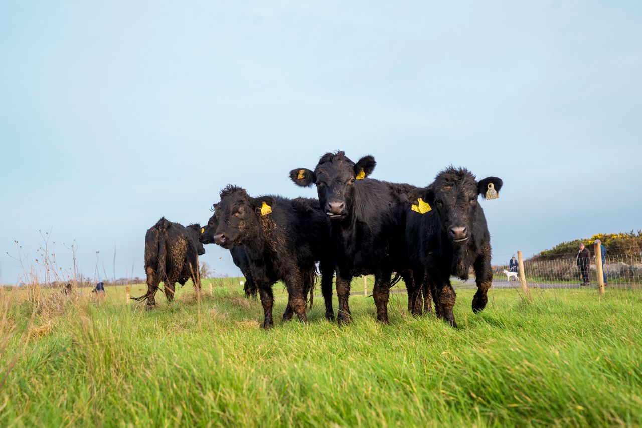 Dexter cattle in Galway city are 'reviving' biodiversity