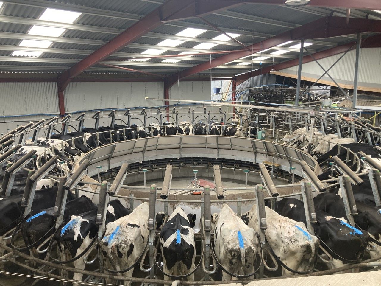 Video: 44-bail rotary in action on 300-cow farm in Cork