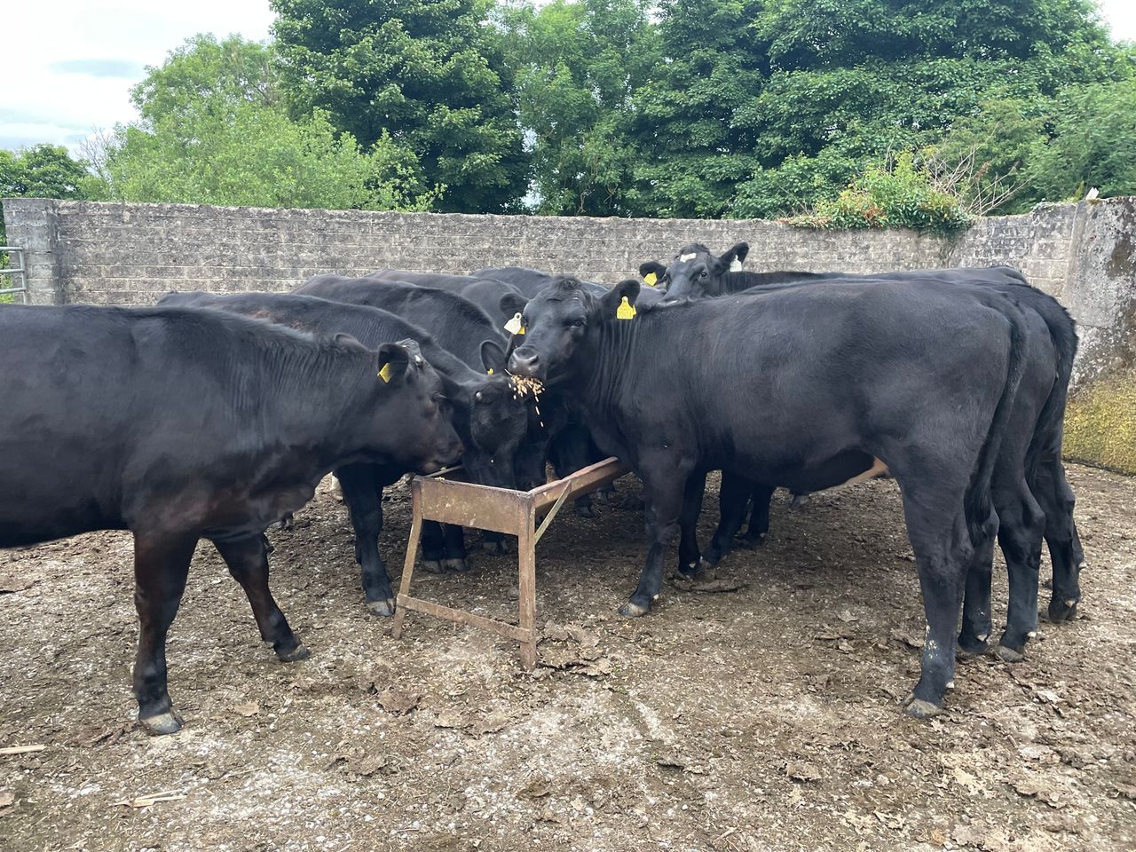 19% drop in methane from linseed oil in cattle diets