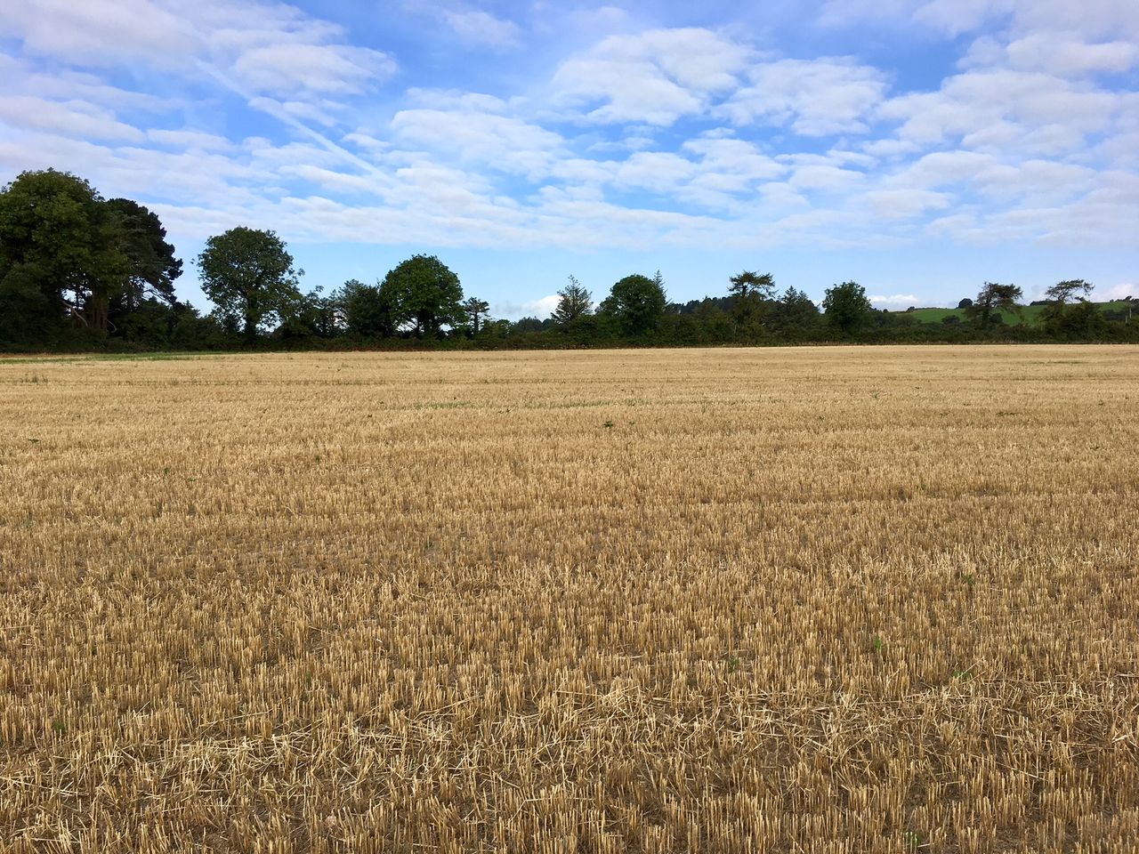 Oulart land sells for €12,600 per acre