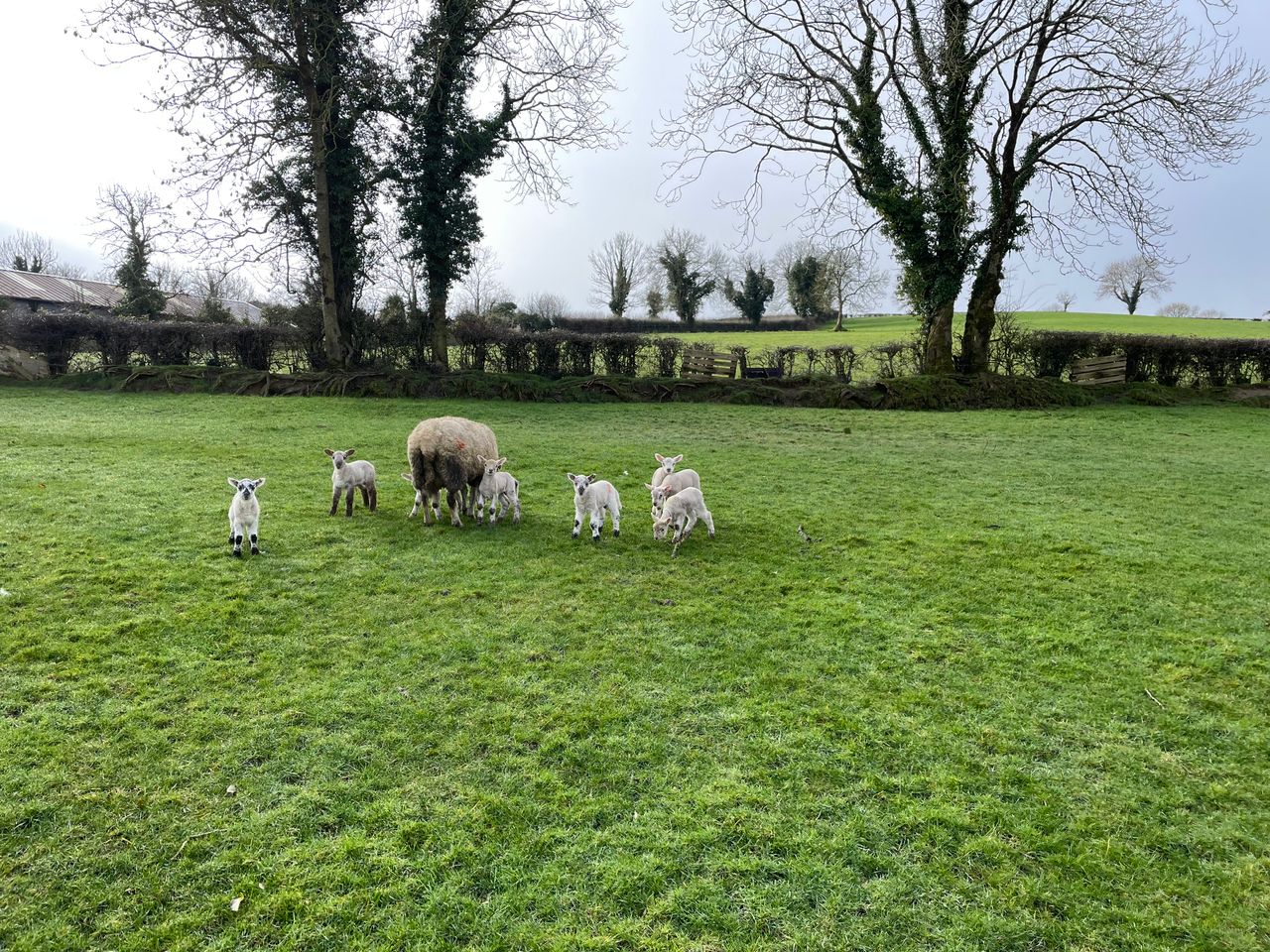 What are the 'challenges and responses' for sheep up to 2030?