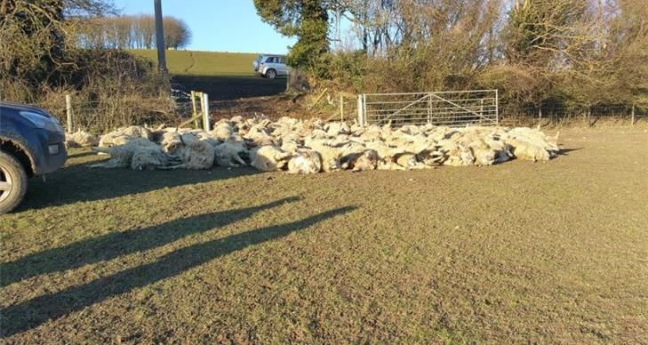 Over 100 sheep killed in the UK's worst sheep attack ever