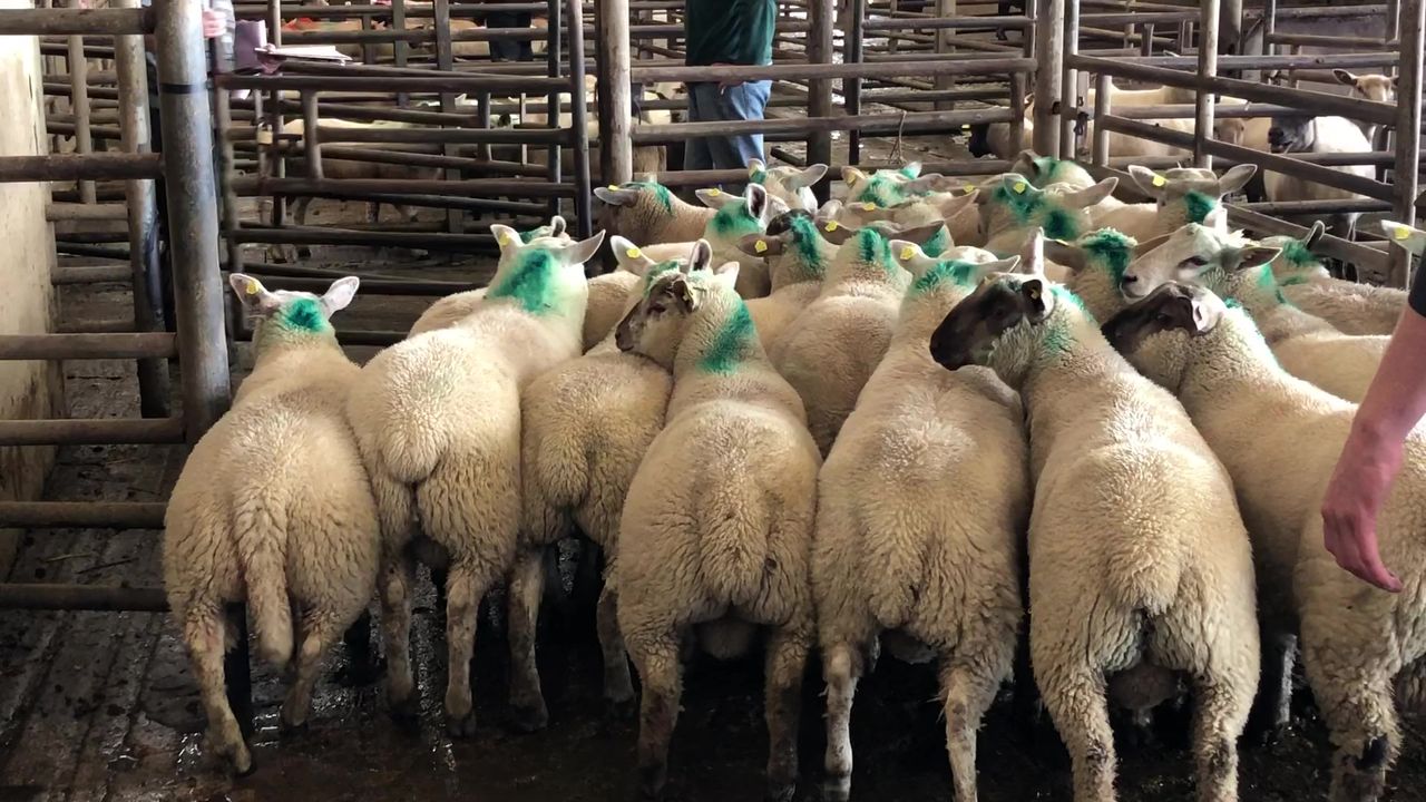 Value of Irish sheepmeat exports for the first 4 months of 2021 total €126 million