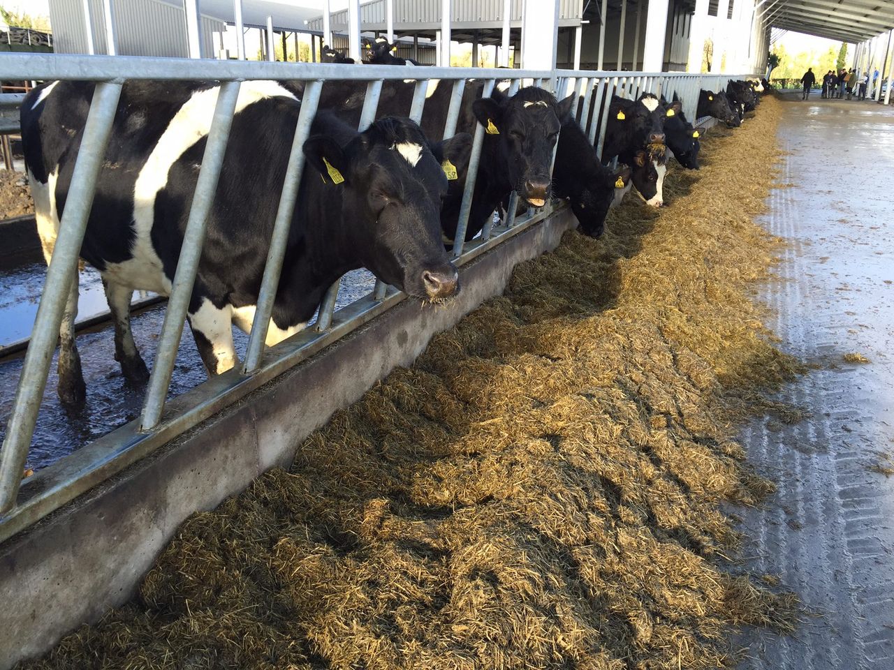 Delayed turnout sees milk protein percentages plummet